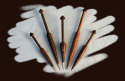 Mexican Rosewood (Bocote)