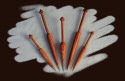 Tulip Wood